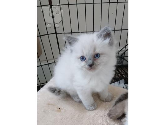 PoulaTo: Νορβηγικά δάση X Ragdoll Kittens